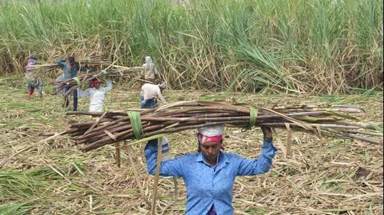 Karad, India - December 04, 2021: Farmers load harvested sugarcane onto a tractor to be transported to a sugar mill, in Karad, India, on Saturday, December 04, 2021. (HT PHOTO) (Hindustan Times)