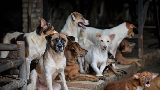 On May 19, the top court had refused to modify its November 2025 order directing all states and Union territories to remove stray dogs from institutional zones (AFP)