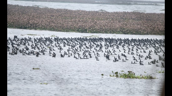 The proposal will now to be sent to National Board for Wildlife for consideration. (HT)