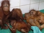 Five orangutans rescued from Odisha’s Balasore forest remain under close health watch, with experts using music therapy to help them cope with stress.