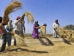 India has the largest cultivated area among BRICS nations, but its cereal yields remain well below China’s, the latest data shows.