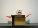 Here are the reasons why cat loves to hide inside cardboard box.