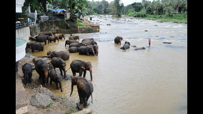 A herd from the Pinnawala Elephant Orphanage in Rambukkana, Sri Lanka. (Shutterstock) A herd from the Pinnawala Elephant Orphanage in Rambukkana, Sri Lanka. (Shutterstock)