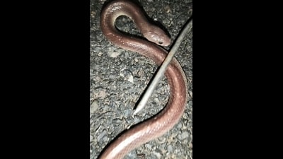 Common Krait with faded colour and conspicuous absence of the white or yellow cross-bands found in Dudhwa. (HT PHOTO) Common Krait with faded colour and conspicuous absence of the white or yellow cross-bands found in Dudhwa. (HT PHOTO)