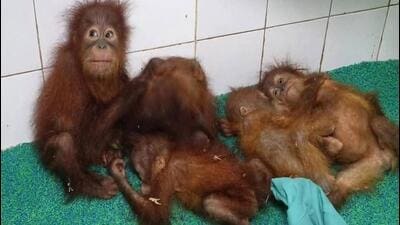 Five orangutans rescued from Odisha’s Balasore forest remain under close health watch, with experts using music therapy to help them cope with stress. Five orangutans rescued from Odisha’s Balasore forest remain under close health watch, with experts using music therapy to help them cope with stress.