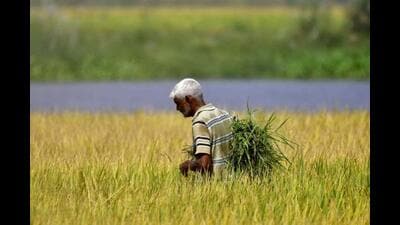 The SKM, an umbrella organisation representing more than 150 farm bodies, said the proposed gene-edited rice varieties were based on patented technologies. (HT File)