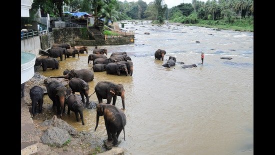 A herd from the Pinnawala Elephant Orphanage in Rambukkana, Sri Lanka. (Shutterstock)