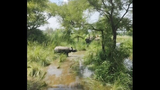 Flooded rhino area in Salukapur range of Dudhwa National Park. (HT PHOTO)