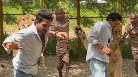 A video of a lion 'attacking' Kiran Raj was recently circulated on social media.