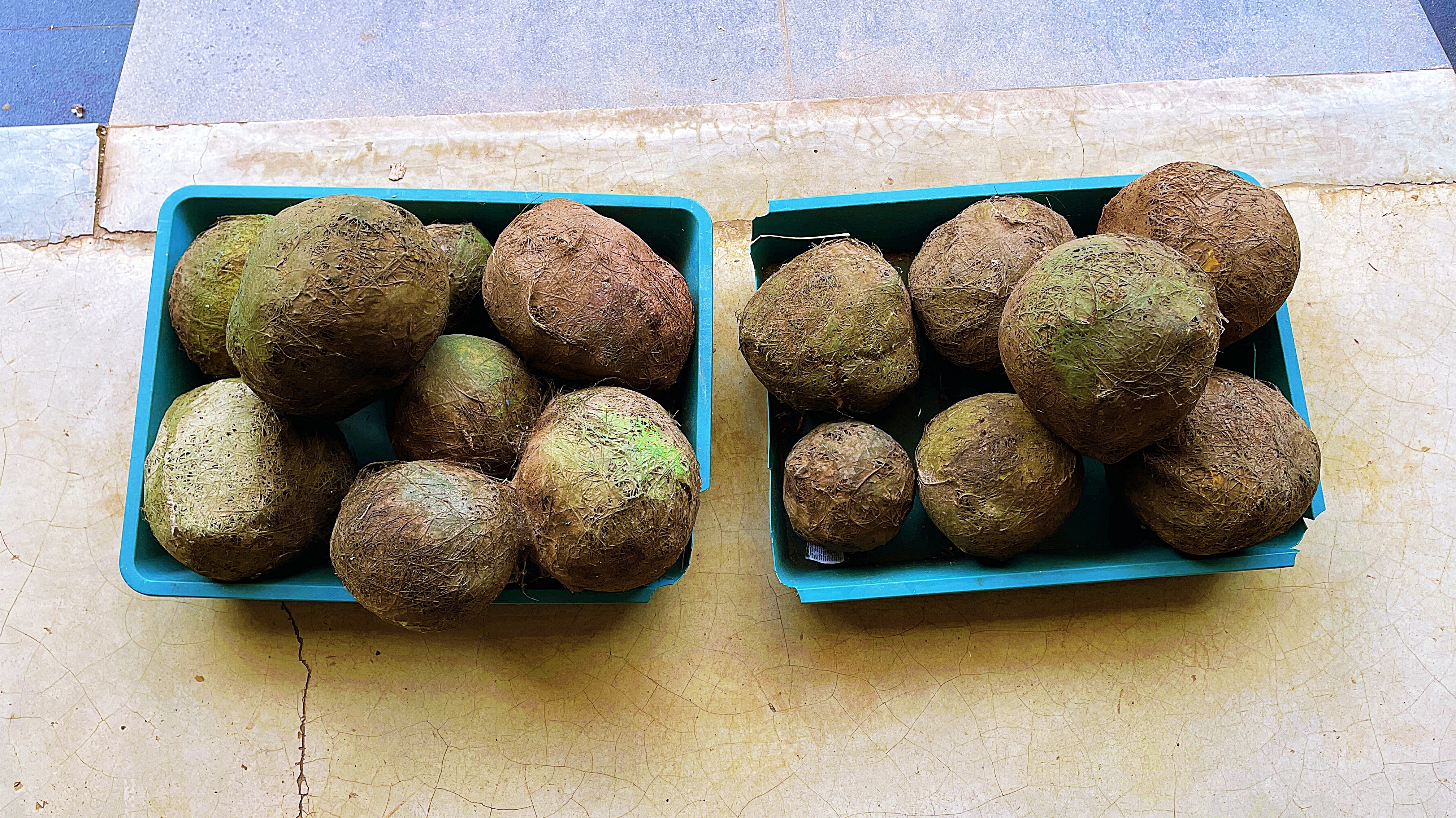 Feeling dung ho: Elephant poop (Veidehi Gite) Feeling dung ho: Elephant poop (Veidehi Gite)