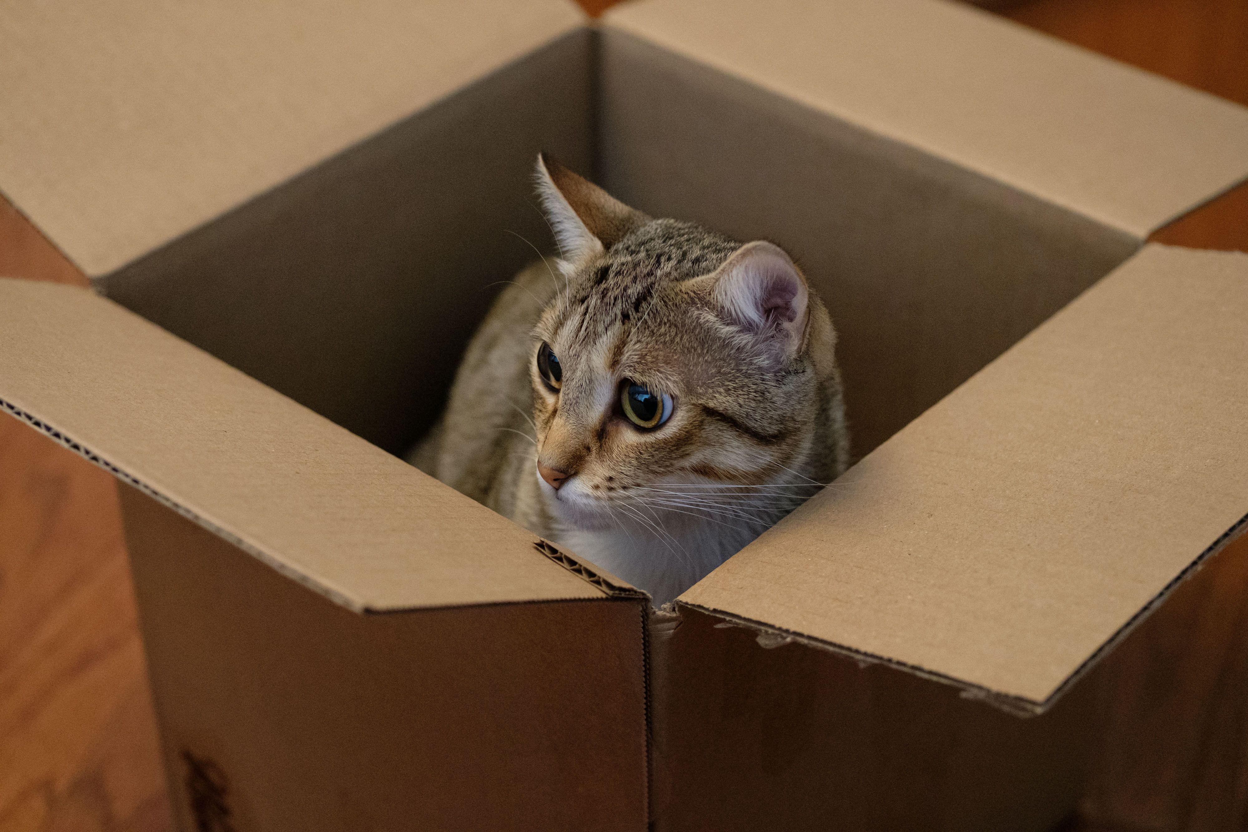 Cats gravitate towards those small cardboard boxes for some warmth and a cosy feel. (Pexel) Cats gravitate towards those small cardboard boxes for some warmth and a cosy feel. (Pexel)