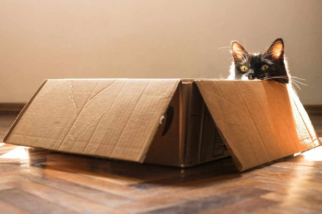 A cardboard box serves as a safe place for cats who need warmth and emotional protection. (Unsplash) A cardboard box serves as a safe place for cats who need warmth and emotional protection. (Unsplash)