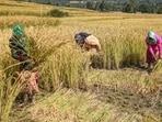 Even though India’s yields of major cereals have risen steadily, they continue to lag heavily behind China.