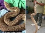 Screenshots from a viral reel showing a PGIMER snake, with a false inscription; and (right) a large Russell’s viper, estimated to be 4.5 feet long, rescued by the Chandigarh forests and wildlife department from Manimajra.