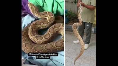 Screenshot from a viral reel showing a PGIMER snake, with a false inscription; and (right) a large Russell’s viper, estimated to be 4.5 feet long, rescued by the Chandigarh forests and wildlife department from Manimajra. Screenshot from a viral reel showing a PGIMER snake, with a false inscription; and (right) a large Russell’s viper, estimated to be 4.5 feet long, rescued by the Chandigarh forests and wildlife department from Manimajra.