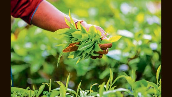 At the family-run Chota Tingrai Tea Estate in Assam.