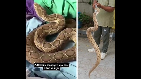 Screenshot from a viral reel showing a PGIMER snake, with a false inscription; and (right) a large Russell’s viper, estimated to be 4.5 feet long, rescued by the Chandigarh forests and wildlife department from Manimajra.