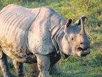 The global greater one-horned rhino population has crossed 4,000 for the first time, with Assam accounting for nearly 80% of the total, minister said.