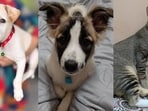 Five furry friends in Delhi-NCR are looking for forever homes. Adopt these adorable companions and give them a loving family they deserve. Inform us if you know of a pet who needs a home, write to us at htcity.pets@gmail.com.