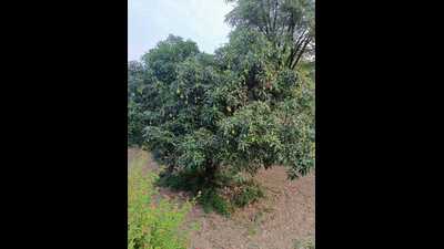 According to officials, the weather disruptions during March and April affected flowering and fruit-setting. Optimal conditions for mango cultivation require dry, sunny weather and warm temperatures.