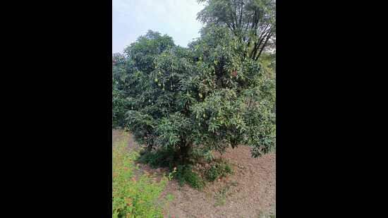 According to officials, the weather disruptions during March and April affected flowering and fruit-setting. Optimal conditions for mango cultivation require dry, sunny weather and warm temperatures.