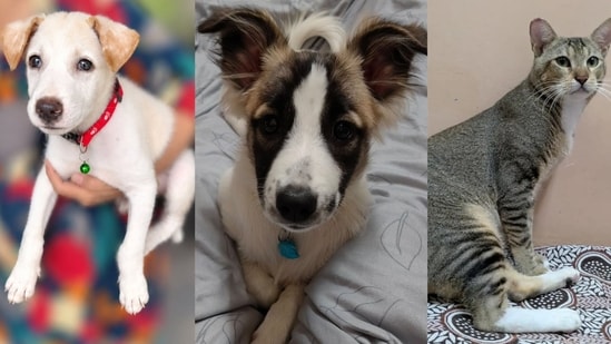 Five furry friends in Delhi-NCR are looking for forever homes. Adopt these adorable companions and give them a loving family they deserve. Inform us if you know of a pet who needs a home, write to us at htcity.pets@gmail.com.