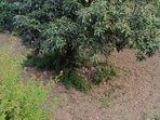 According to officials, the weather disruptions during March and April affected flowering and fruit-setting. Optimal conditions for mango cultivation require dry, sunny weather and warm temperatures.