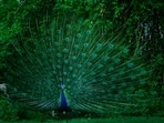 Forest officials arrested seven men after allegedly catching them hunting peacocks in Karnataka’s Yadgir district, recovering two peacock carcasses and six guns.