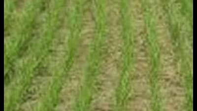 According to the study, the technology reduced methane emissions by nearly 90% compared with conventional transplanted rice systems and recorded the highest water productivity.