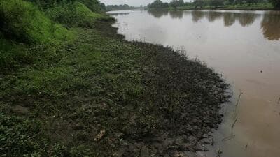 Thousands of dead fish were found in Indrayani river at Alandi on Sunday, while a similar incident was reported in Mula river at Pimple Nilakh on September 11, raising concerns over pollution in rivers. (HT)