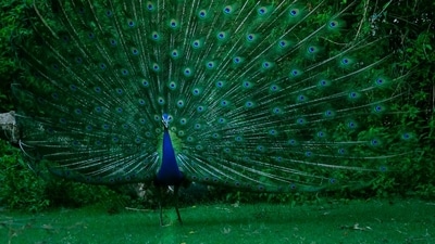 Forest officials arrested seven men after allegedly catching them hunting peacocks in Karnataka’s Yadgir district, recovering two peacock carcasses and six guns. (Unsplash/Representational) Forest officials arrested seven men after allegedly catching them hunting peacocks in Karnataka’s Yadgir district, recovering two peacock carcasses and six guns. (Unsplash/Representational)