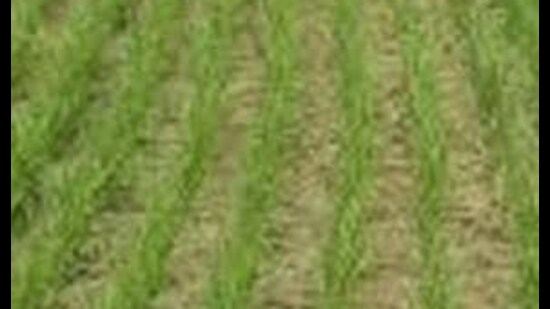 According to the study, the technology reduced methane emissions by nearly 90% compared with conventional transplanted rice systems and recorded the highest water productivity.