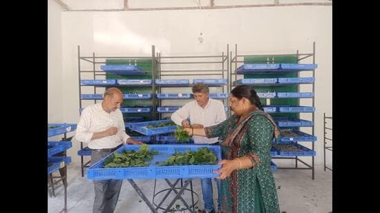 With demand for silk products rising, the Punjab forest department has expanded its sericulture initiative to Hoshiarpur after Pathankot, launching a project in the Dasuya forest division aimed at improving the livelihoods of landless, marginal and small farmers by putting vacant forest land in the Kandi belt to productive use. (HT Photo)