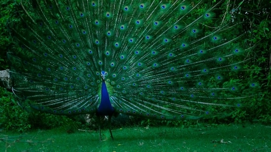 Forest officials arrested seven men after allegedly catching them hunting peacocks in Karnataka’s Yadgir district, recovering two peacock carcasses and six guns. (Unsplash/Representational)