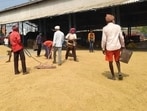 The early varieties are among the first basmati varieties to enter Haryana’s markets and generally attract considerable interest from rice millers and exporters. (HT File)
