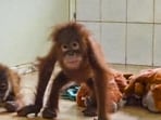 Two baby orangutans, who were recently rescued from Balasore district, play with soft toys in a quarantine cell at the Nandankanan Zoological Park, in Khordha district, Odisha. (Nandankanan Zoo)