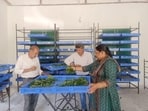 With demand for silk products rising, the Punjab forest department has expanded its sericulture initiative to Hoshiarpur after Pathankot, launching a project in the Dasuya forest division aimed at improving the livelihoods of landless, marginal and small farmers by putting vacant forest land in the Kandi belt to productive use. (HT Photo)