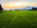 తగ్గిన వరి సాగు