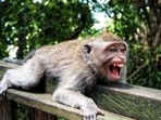 A monkey attack at Delhi Zoo left a caretaker with multiple injuries, including a severed finger and deep bites on both legs.