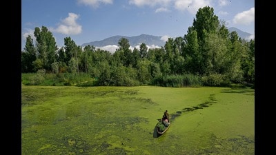 A man rows his boat carrying vegetables through a polluted area of the iconic Dal Lake in Srinagar on May 14, 2026. Kashmiri artisans are turning weeds pulled from Srinagar's famous Dal Lake into a new ingredient for the centuries-old craft of papier-mache, one of Kashmir's best-known traditional art forms. (AFP) A man rows his boat carrying vegetables through a polluted area of the iconic Dal Lake in Srinagar on May 14, 2026. Kashmiri artisans are turning weeds pulled from Srinagar's famous Dal Lake into a new ingredient for the centuries-old craft of papier-mache, one of Kashmir's best-known traditional art forms. (AFP)