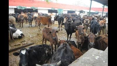 Mohali district alone has been granted 17 cow lifting machines. (HT File) Mohali district alone has been granted 17 cow lifting machines. (HT File)