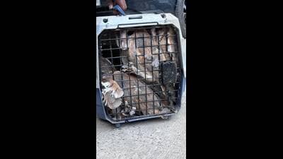 Officials said the birds are currently being kept under observation and will be released into a forest area. (HT Photos) Officials said the birds are currently being kept under observation and will be released into a forest area. (HT Photos)