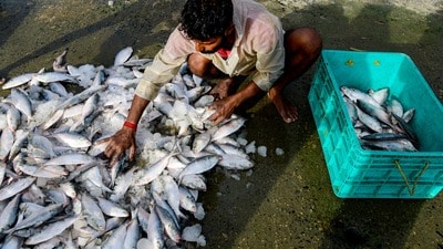 ভারত সরকার আশা করছ, ভারত থেকে আরও ইলিশ রফতানি করা হবে বাংলাদেশে। (ছবিটি প্রতীকী, সৌজন্যে পিটিআই) ভারত সরকার আশা করছ, ভারত থেকে আরও ইলিশ রফতানি করা হবে বাংলাদেশে। (ছবিটি প্রতীকী, সৌজন্যে পিটিআই)