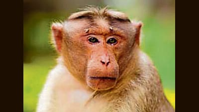 The caretaker said the monkey had entered the gallery after its enclosure gate was allegedly not locked properly on Sunday night. The caretaker said the monkey had entered the gallery after its enclosure gate was allegedly not locked properly on Sunday night.
