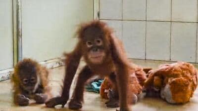 Two baby orangutans, who were recently rescued from Balasore district, play with soft toys in a quarantine cell at the Nandankanan Zoological Park, in Khordha district, Odisha. (Nandankanan Zoo) Two baby orangutans, who were recently rescued from Balasore district, play with soft toys in a quarantine cell at the Nandankanan Zoological Park, in Khordha district, Odisha. (Nandankanan Zoo)