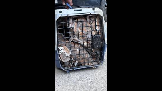 Officials said the birds are currently being kept under observation and will be released into a forest area. (HT Photos)