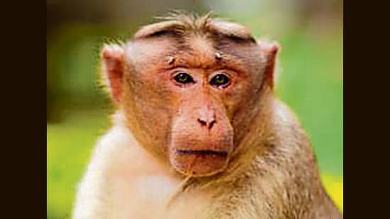 The caretaker said the monkey had entered the gallery after its enclosure gate was allegedly not locked properly on Sunday night.