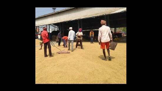 The early varieties are among the first basmati varieties to enter Haryana’s markets and generally attract considerable interest from rice millers and exporters. (HT File)