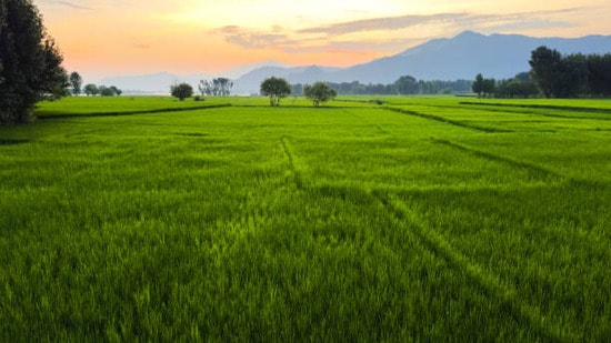 తగ్గిన వరి సాగు