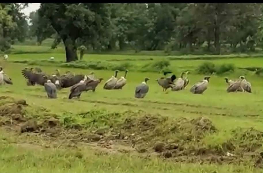 The forest department’s growing access to the reserve is also revealing undocumented wildlife. (HT Photo) The forest department’s growing access to the reserve is also revealing undocumented wildlife. (HT Photo)